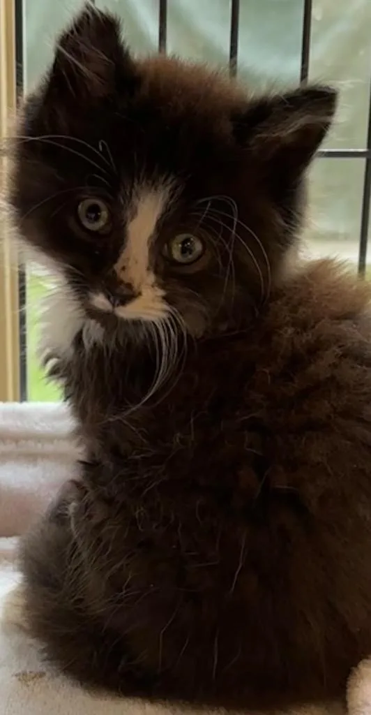 A baby small-sized male Domestic Long Hair cat named Button for adoption in Elizabethton, TN