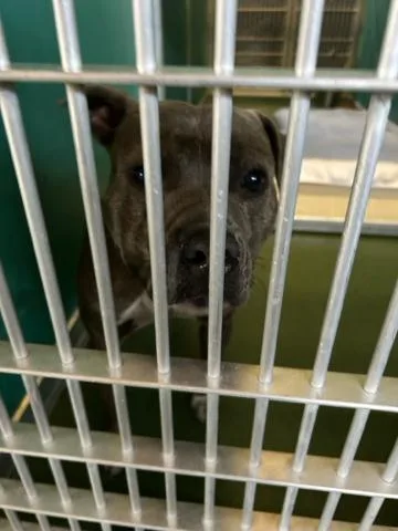 An adult medium-sized male Mixed Breed dog named Levi for adoption in West Palm Beach, FL