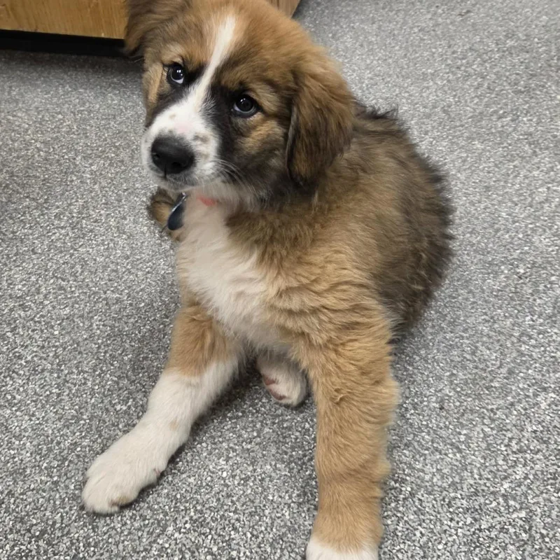 A baby small-sized male White / Cream Shepherd dog named Ziggy for adoption in Durango, CO
