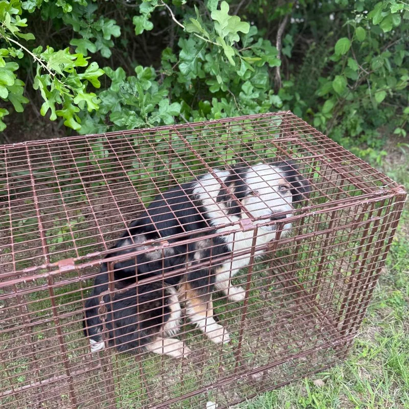 An adult medium-sized female Brown / Chocolate Mixed Breed dog named Mrs. Kevin for adoption in Pauls Valley, OK