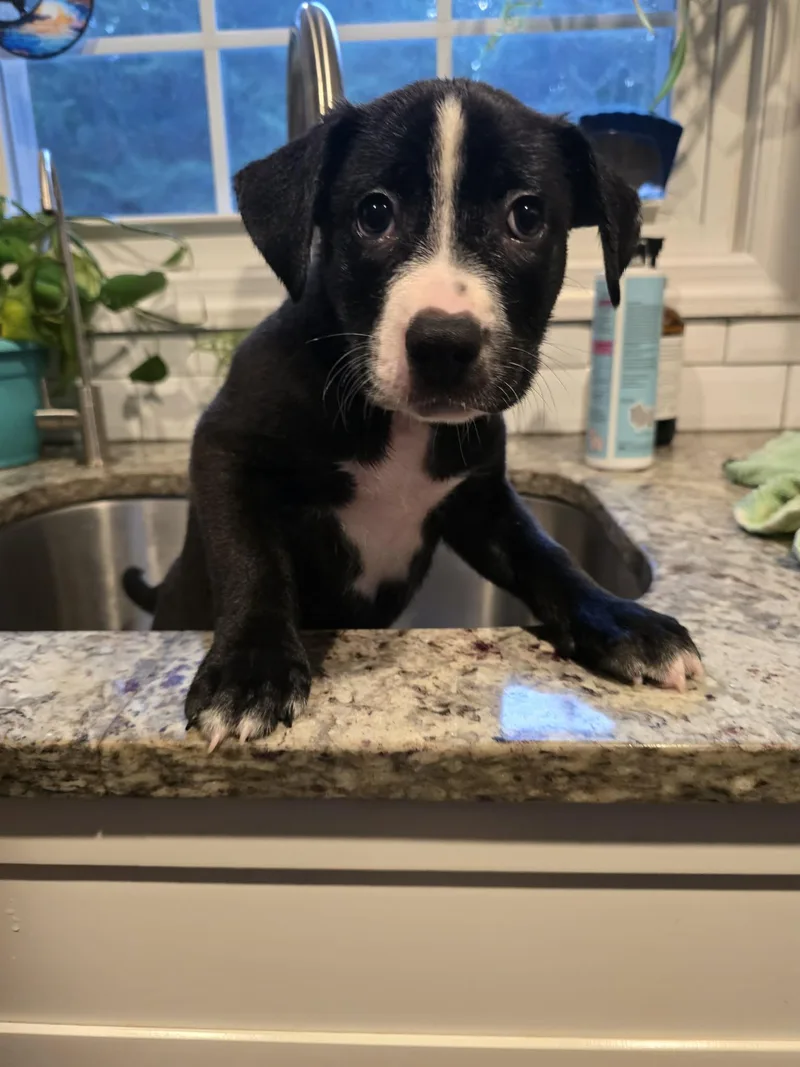 A baby medium-sized male Mixed Breed dog named Chevy for adoption in Holbrook, NY