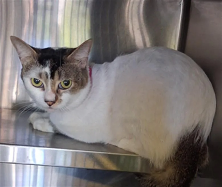 A young large-sized male Domestic Short Hair cat named Man for adoption in Los Angeles, CA