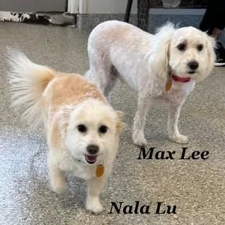 Max Lee thumbnail 2