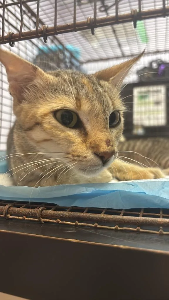 A young medium-sized female Domestic Short Hair cat named Roadrunner for adoption in New Braunfels, TX