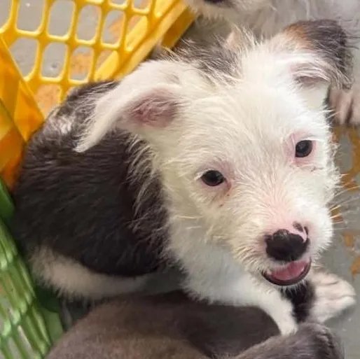 A baby small-sized male Mixed Breed dog named Moonie for adoption in ISABELA, PR