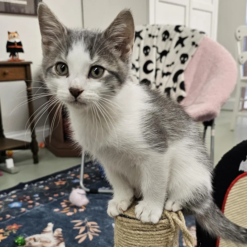 A baby medium-sized male White Domestic Short Hair cat named Rocky Raccoon for adoption in Toledo, OH