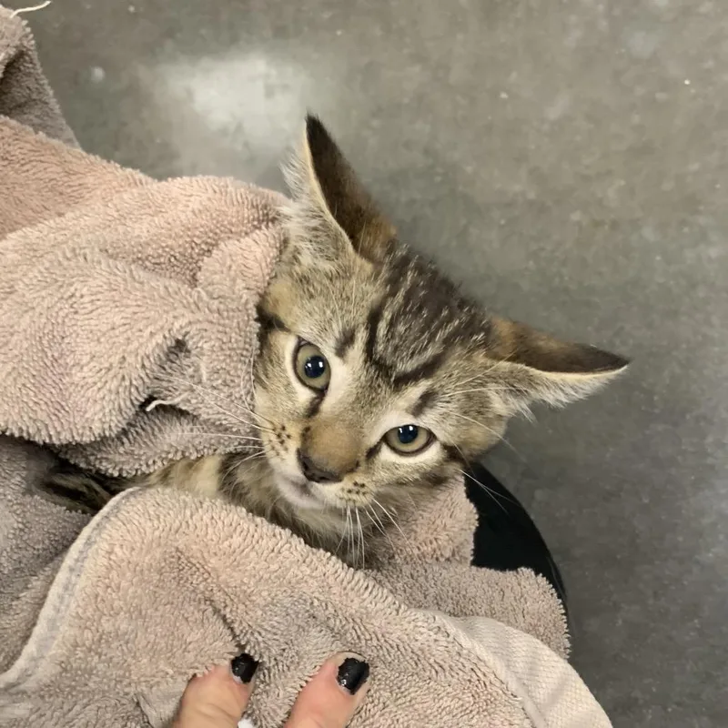 A baby small-sized male Brown / Chocolate Domestic Short Hair cat named Reno for adoption in Dickinson, TX