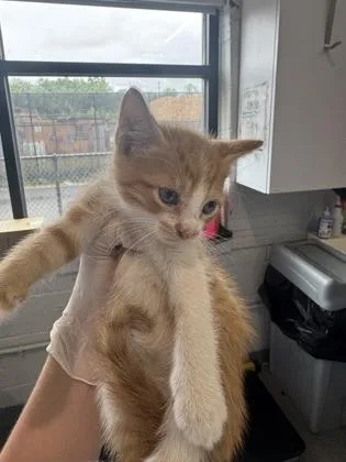 A baby small-sized male Domestic Short Hair cat named Krillin for adoption in West Chester, PA
