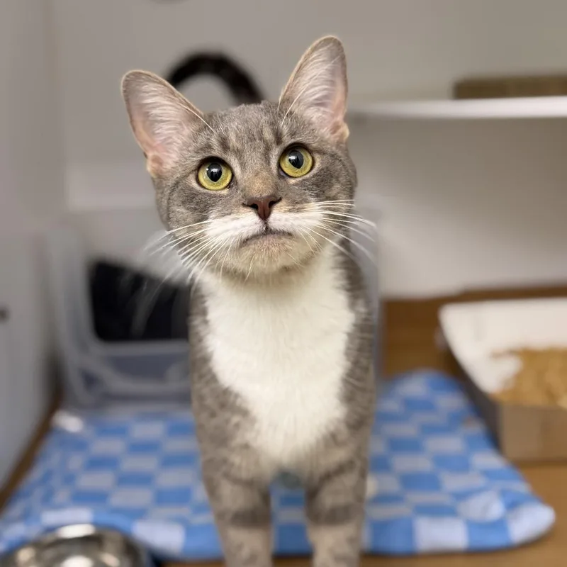A young medium-sized female Gray / Blue / Silver Domestic Short Hair cat named Kia Soul for adoption in New York, NY