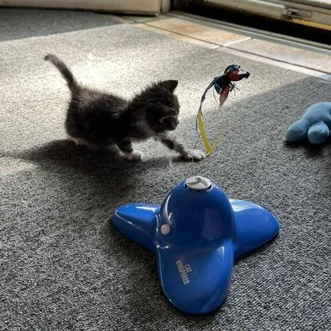Hamster thumbnail 3