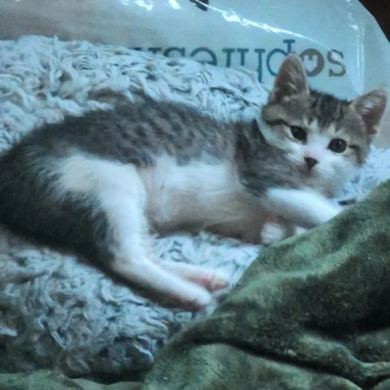 A baby small-sized male Brown / Chocolate Domestic Short Hair cat named Jay for adoption in Chicago, IL