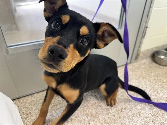 Bonnie