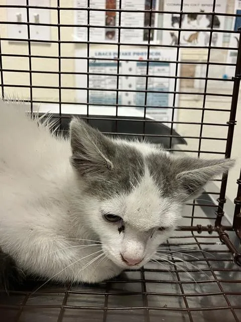 A baby small-sized male Domestic Short Hair cat named Bo for adoption in Long Beach, CA