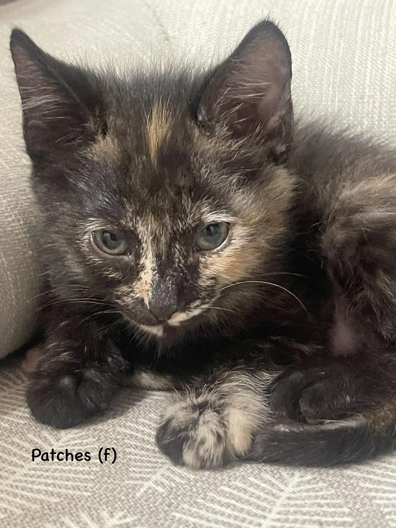 A baby small-sized female Domestic Short Hair cat named Patches for adoption in Dixon, CA