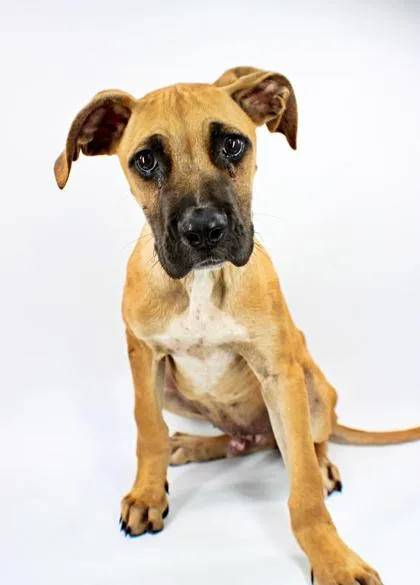 A baby large-sized male Boxer dog named Quill for adoption in Morton Grove, IL