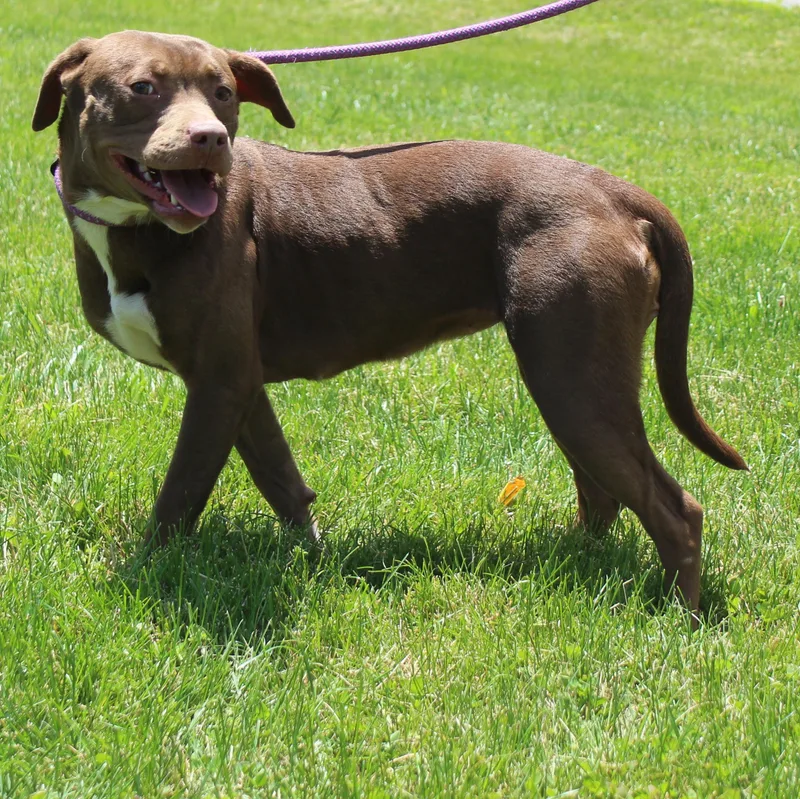 A young medium-sized female Brown / Chocolate Pit Bull Terrier dog named Lucy for adoption in Heath, OH