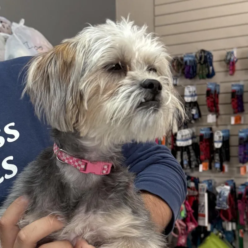 A young small-sized female Gray / Blue / Silver Shih Tzu dog named Gracie  Chino Hills for adoption in Chino Hills, CA