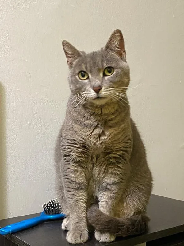 An adult medium-sized female Domestic Short Hair cat named Ms. Nala for adoption in Ridgewood, NY