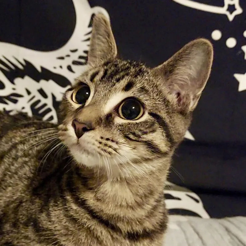A baby medium-sized male Tabby (Brown / Chocolate) Domestic Short Hair cat named Bic for adoption in Richmond, VA