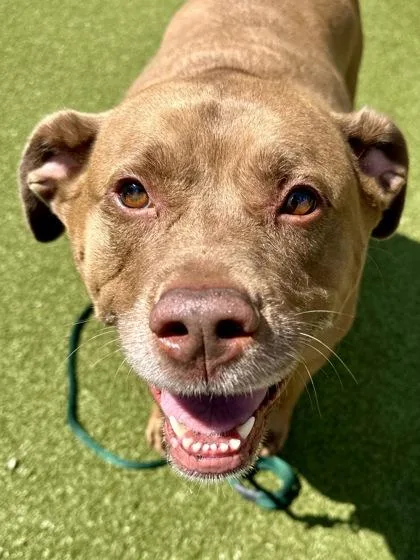 An adult extra large-sized female Brown / Chocolate Mixed Breed dog named Clover for adoption in Wichita, KS