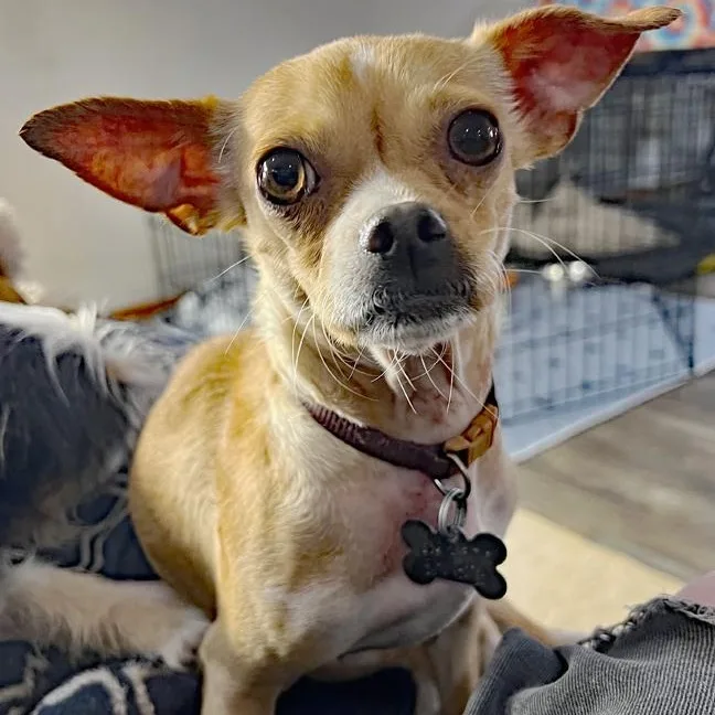 An adult small-sized female Chihuahua dog named Maple for adoption in Oklahoma City, OK
