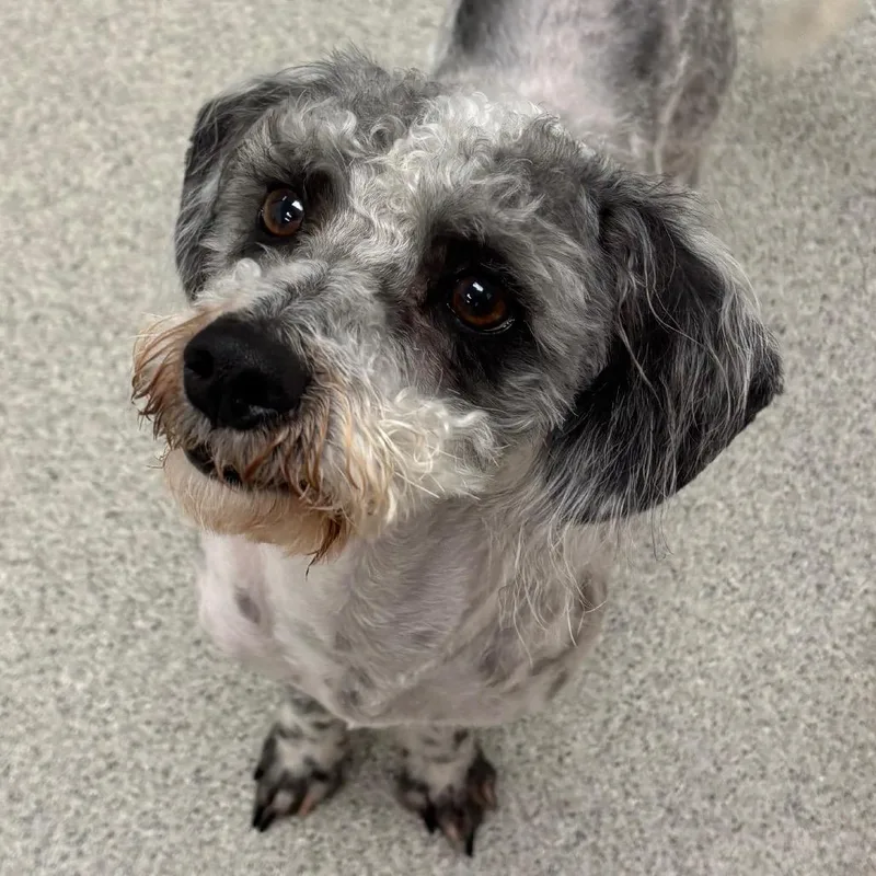 An adult small-sized male White / Cream Mixed Breed dog named Domino  Bonded To for adoption in Naperville, IL