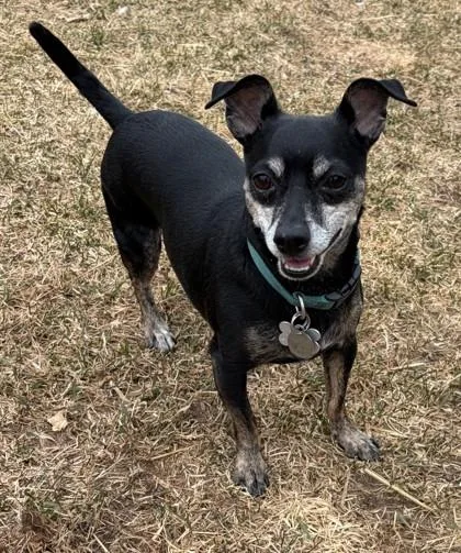 An adult small-sized male Miniature Pinscher dog named Loki for adoption in Baraboo, WI