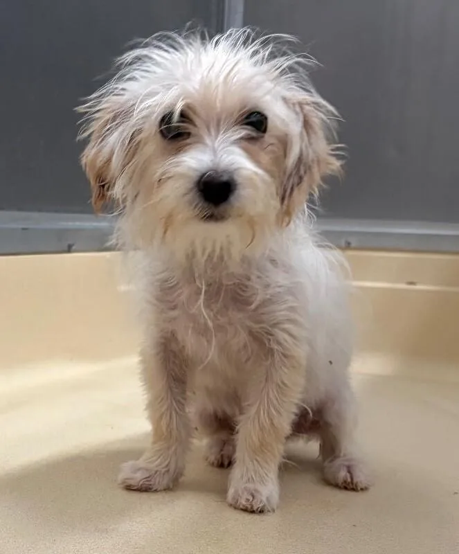 A young medium-sized female White / Cream Maltese dog named Unknown for adoption in Burgaw, NC