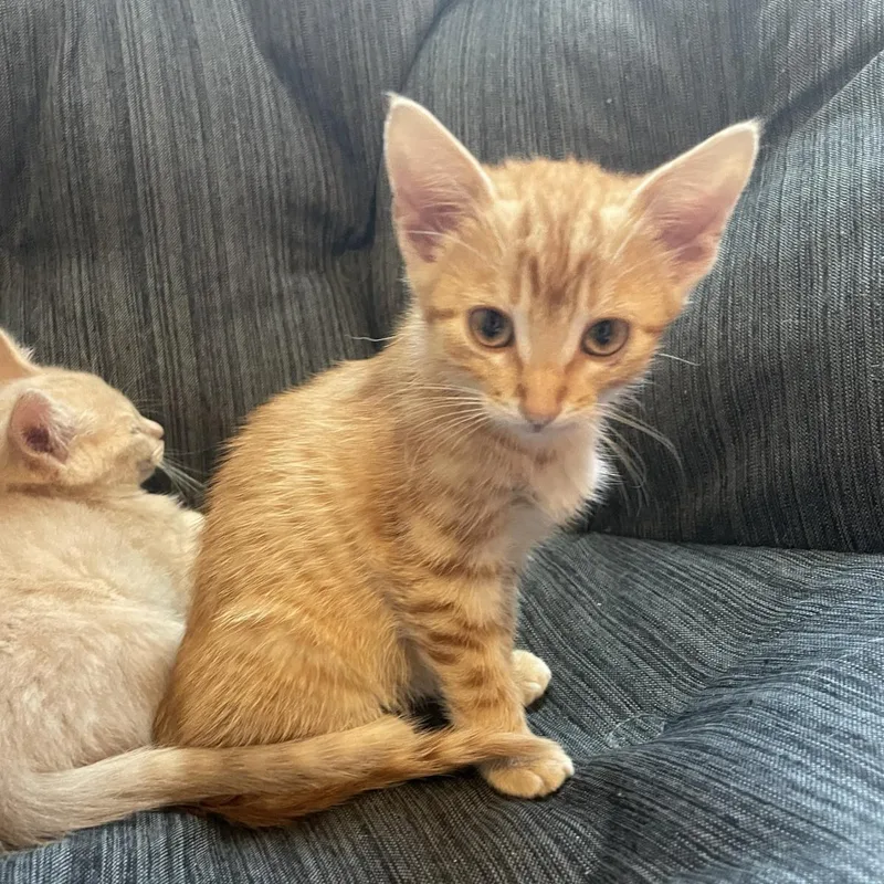 A baby medium-sized female Orange / Red Domestic Short Hair cat named Mell for adoption in Plover, WI