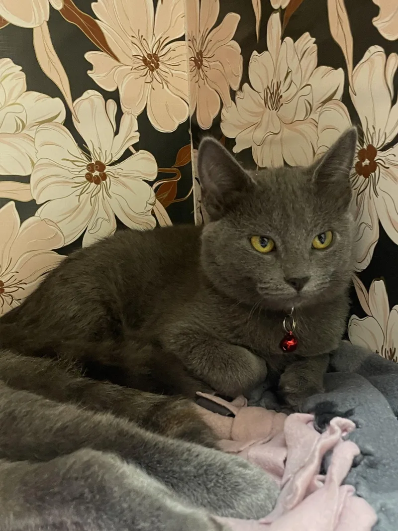 A baby medium-sized female Gray / Blue / Silver Domestic Short Hair cat named Sabrina for adoption in Champaign, IL