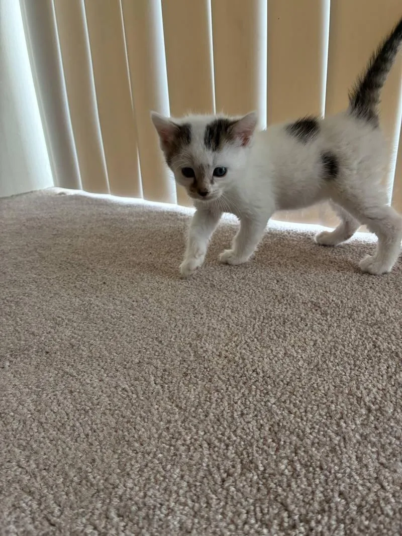 A baby medium-sized male White Domestic Short Hair cat named Olaf for adoption in Philadelphia, PA