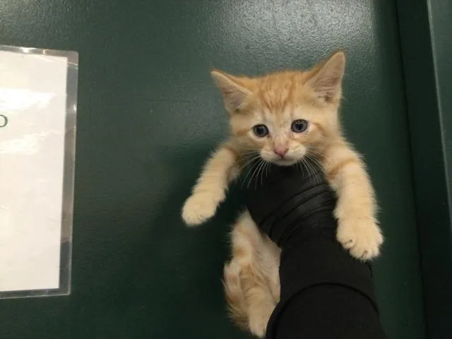 A baby small-sized male Domestic Short Hair cat named Tinky Winky for adoption in Thousand Palms, CA