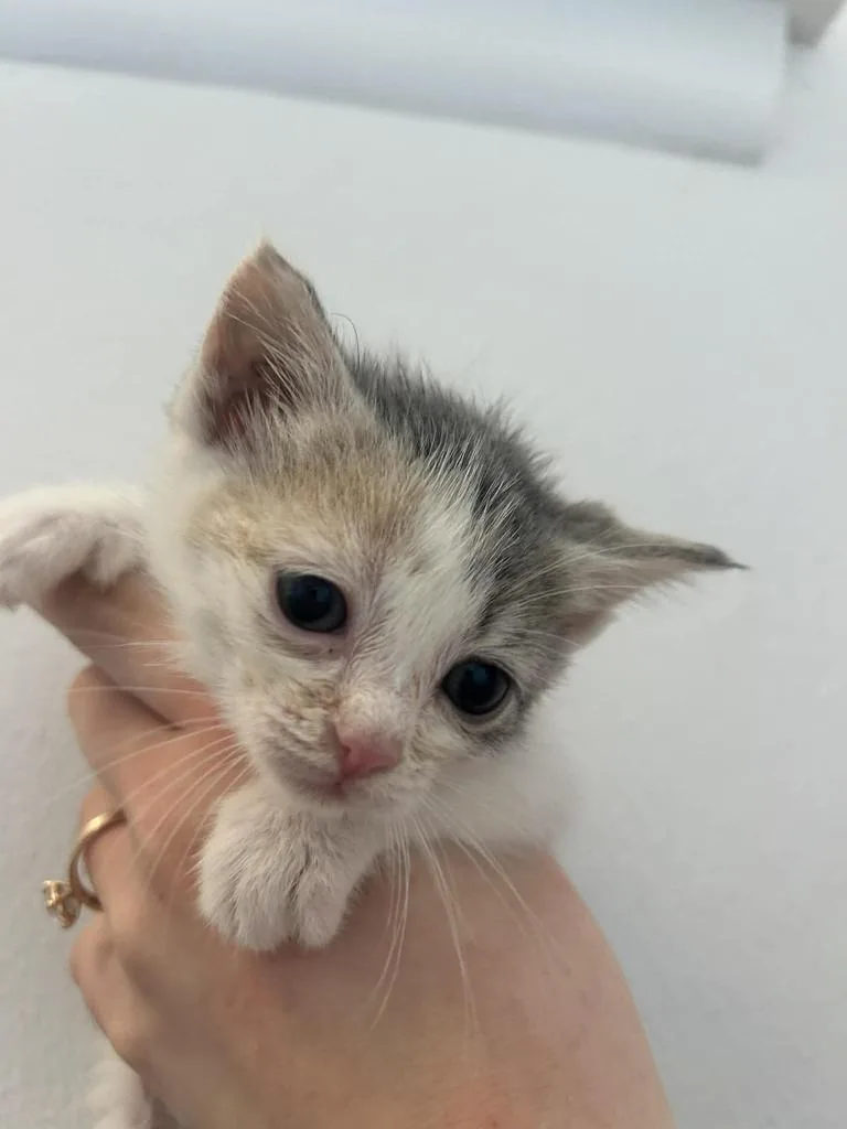 Nutmeg