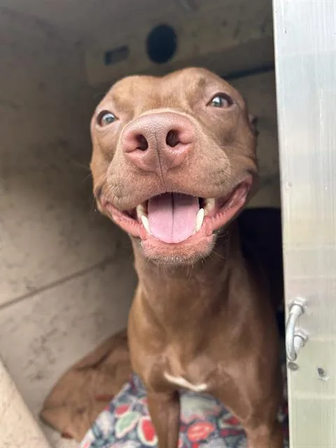 A young large-sized female Pit Bull Terrier dog named Kahoot for adoption in Indianapolis, IN