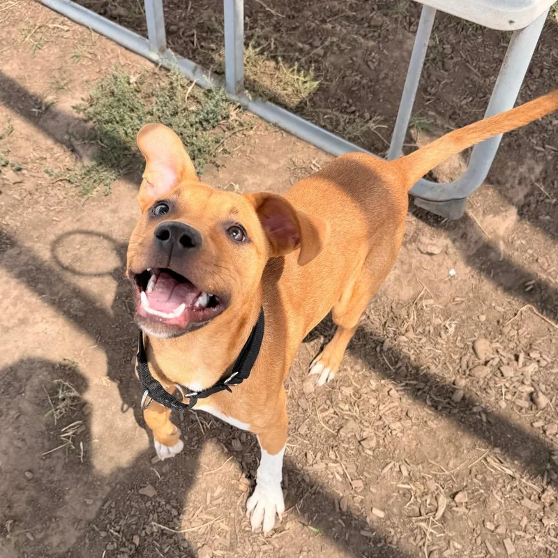 A young medium-sized male Mixed Breed dog named Torro for adoption in Pagosa Springs, CO