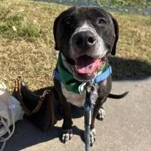 Droolius Caesar thumbnail 2