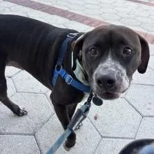 Droolius Caesar thumbnail 4