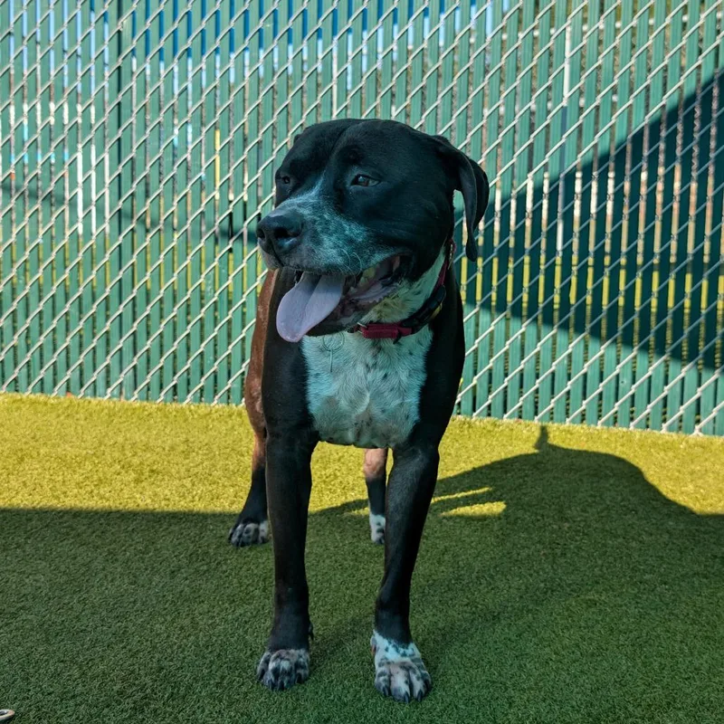 Droolius Caesar thumbnail 6