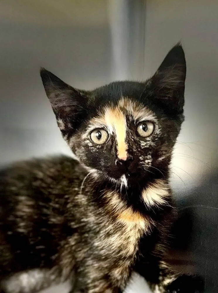 A baby small-sized female Domestic Short Hair cat named Grace for adoption in Sebastian, FL