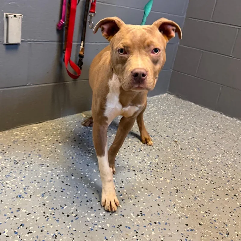 An adult medium-sized male Brown / Chocolate Pit Bull Terrier dog named Tuscstray for adoption in Tuscaloosa, AL