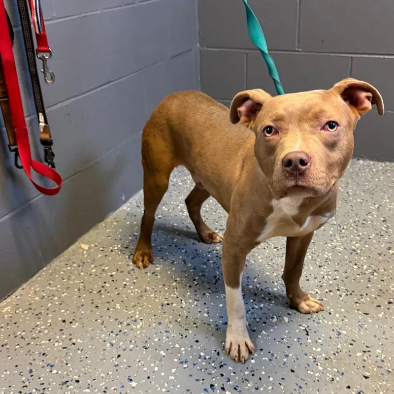 Tuscstray thumbnail 2