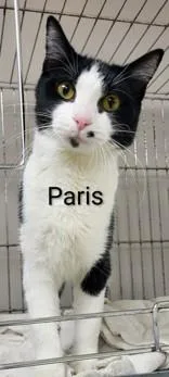 An adult medium-sized female Black & White / Tuxedo Domestic Short Hair cat named Paris for adoption in Moline, IL