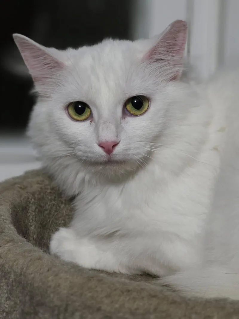A young small-sized female White Domestic Long Hair cat named Princess Petunia Peony PuffNFluff for adoption in Johnson City, TN