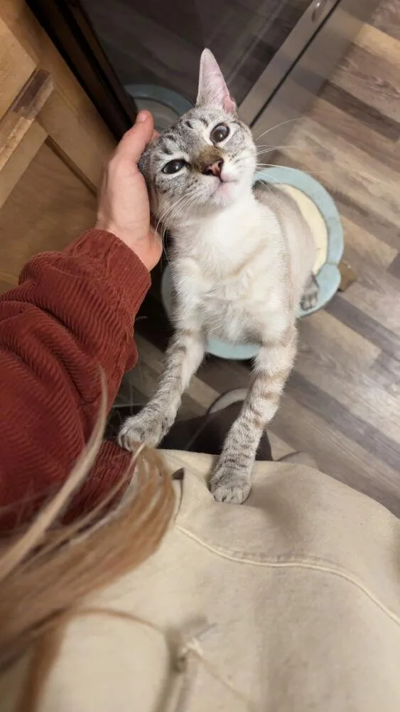 Snowball thumbnail 4