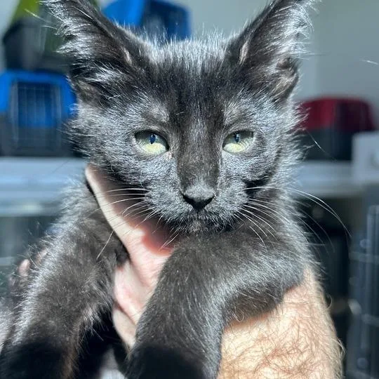 A baby small-sized female Black Domestic Short Hair cat named Karen for adoption in Matteson, IL