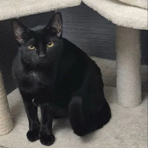 A baby medium-sized female Black Domestic Short Hair cat named Raven for adoption in Tampa, FL
