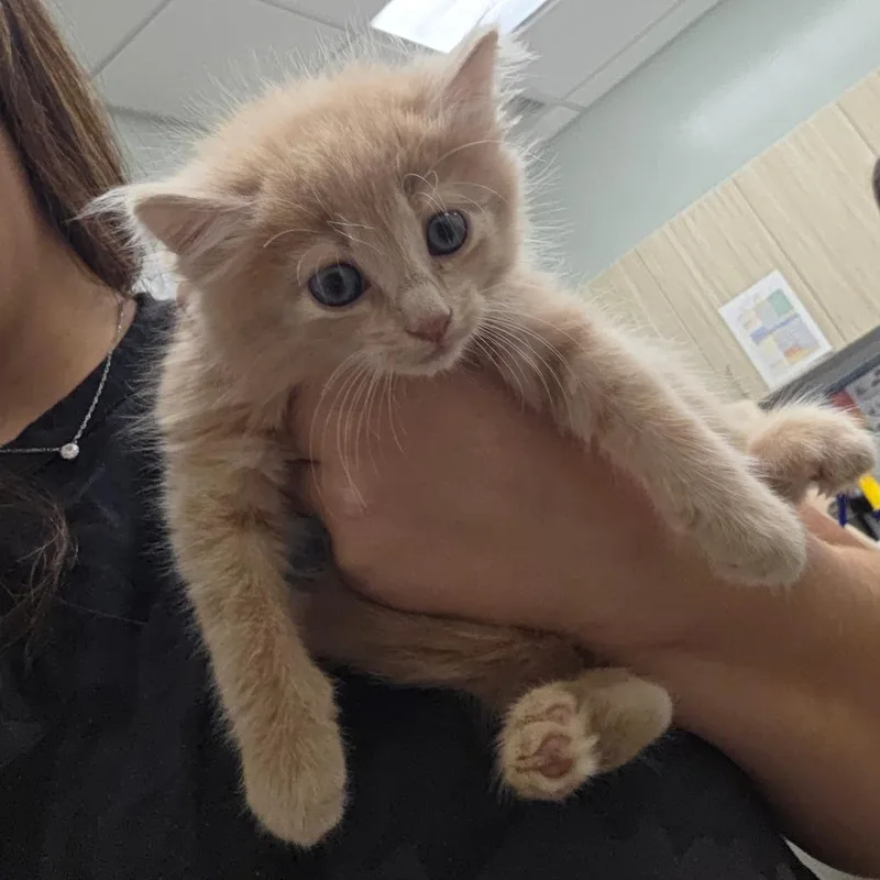 A baby small-sized male Domestic Medium Hair cat named Journalist for adoption in Chattanooga, TN
