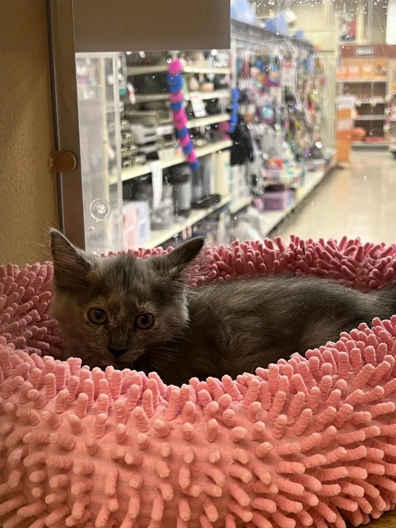 A baby medium-sized female Black & White / Tuxedo Domestic Medium Hair cat named Patrice for adoption in Yardley, PA