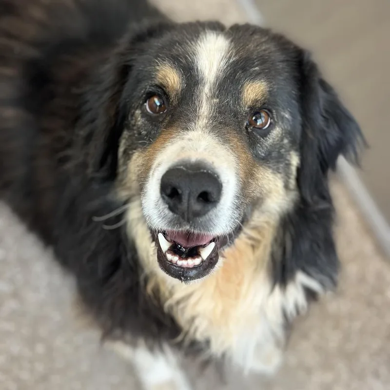 An adult medium-sized male Black Australian Shepherd dog named Floppy for adoption in Kanab, UT