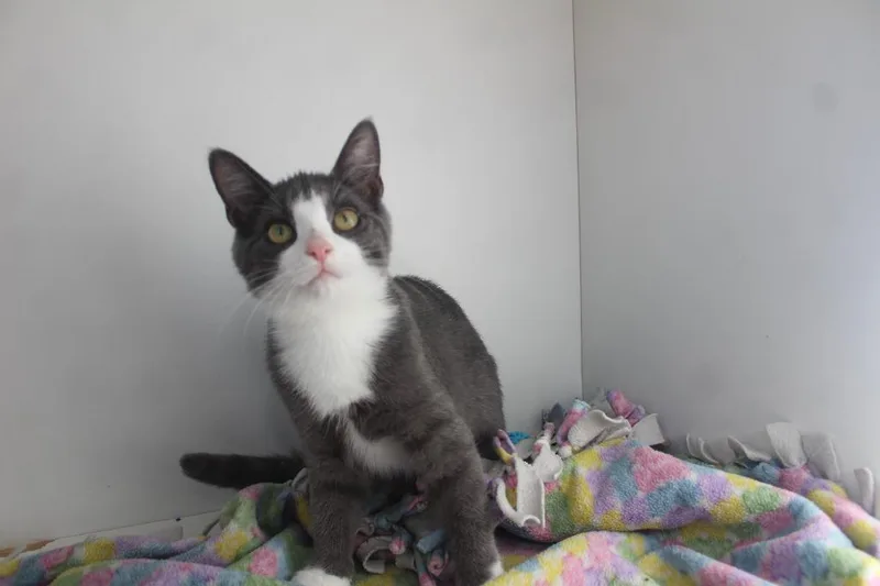 A baby medium-sized female Gray / Blue / Silver Domestic Short Hair cat named Karen Smith for adoption in Chestertown, MD